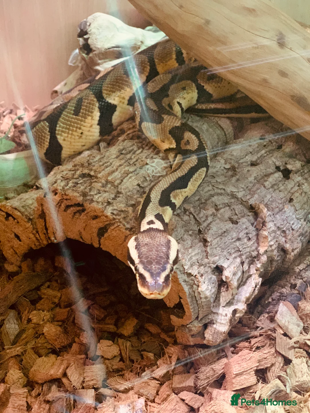 Python Snake reptiles for sale: Baby ball pythons for sale  - Advert 11