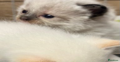 Mixed Breed cats - Advert 12