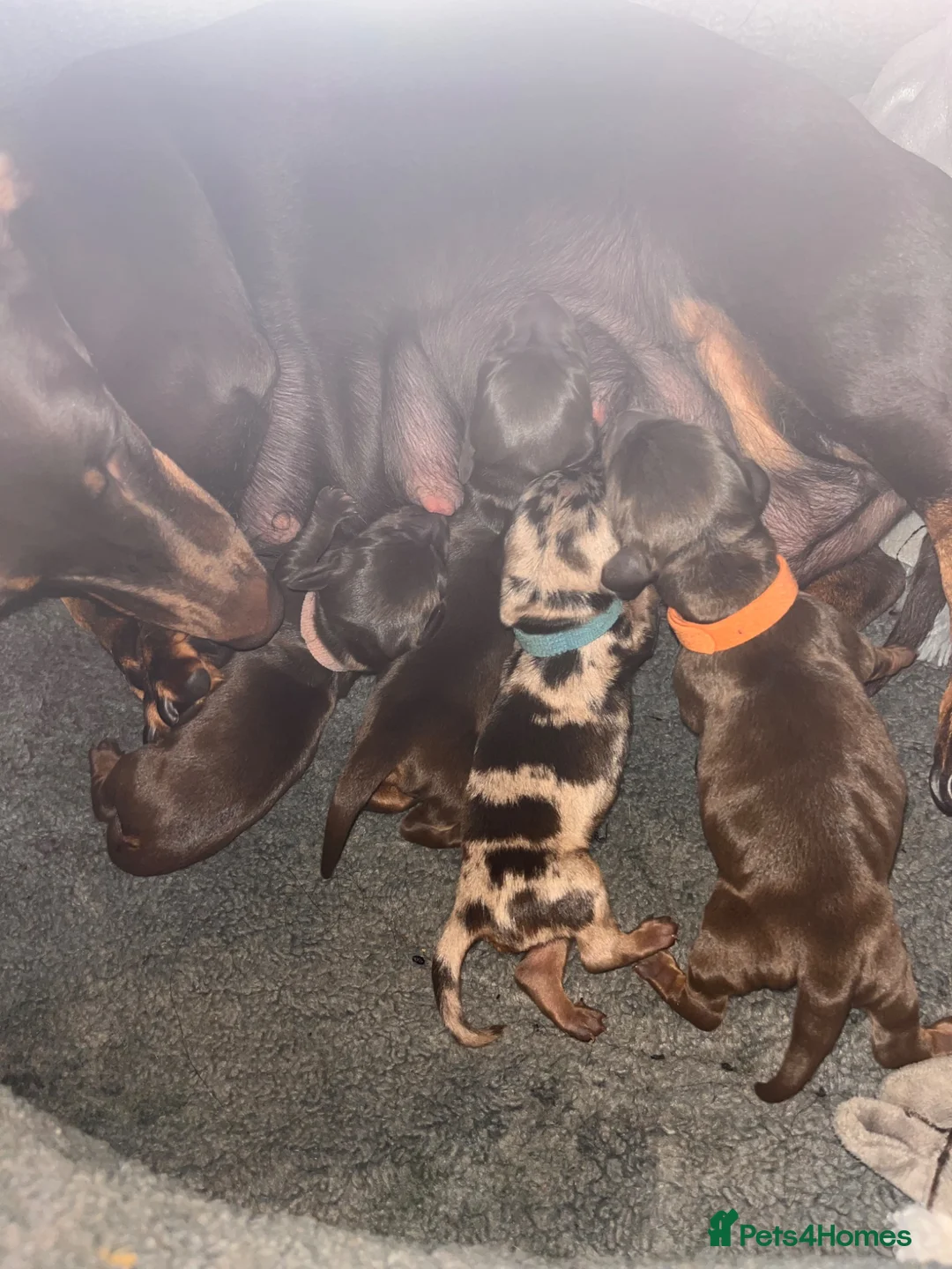 Miniature Dachshund dogs for sale: Beautiful kc miniature dachshund puppies - Advert 2
