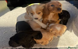 Cocker Spaniel dogs for sale: Cocker spaniel puppies  - Image 6