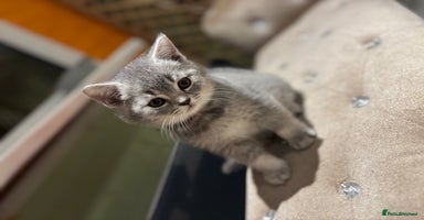 British Shorthair cats - Advert 9