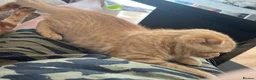 Scottish Fold cats for sale: Sweet & Affectionate Female Kitten 🐾💕 - Advert 4