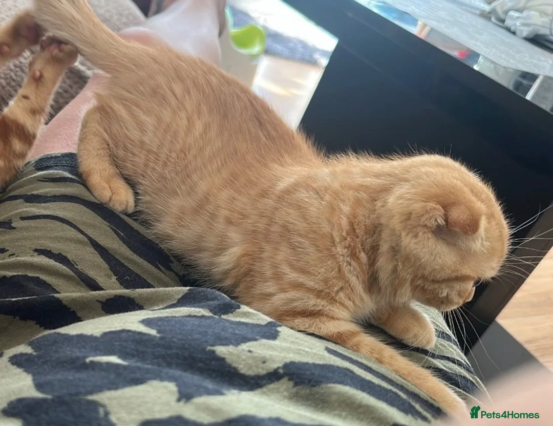 Scottish Fold cats for sale: Sweet & Affectionate Female Kitten 🐾💕 - Advert 4