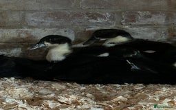 Ducks poultry for sale: Ducks - Image 1