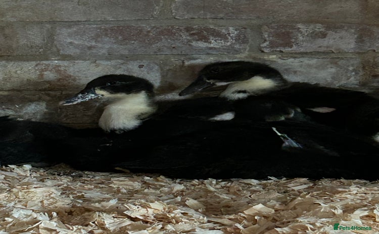 Ducks poultry - Advert 1