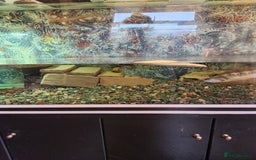 Corys fish for sale: Corydoras Catfish  in Maldon - Image 3