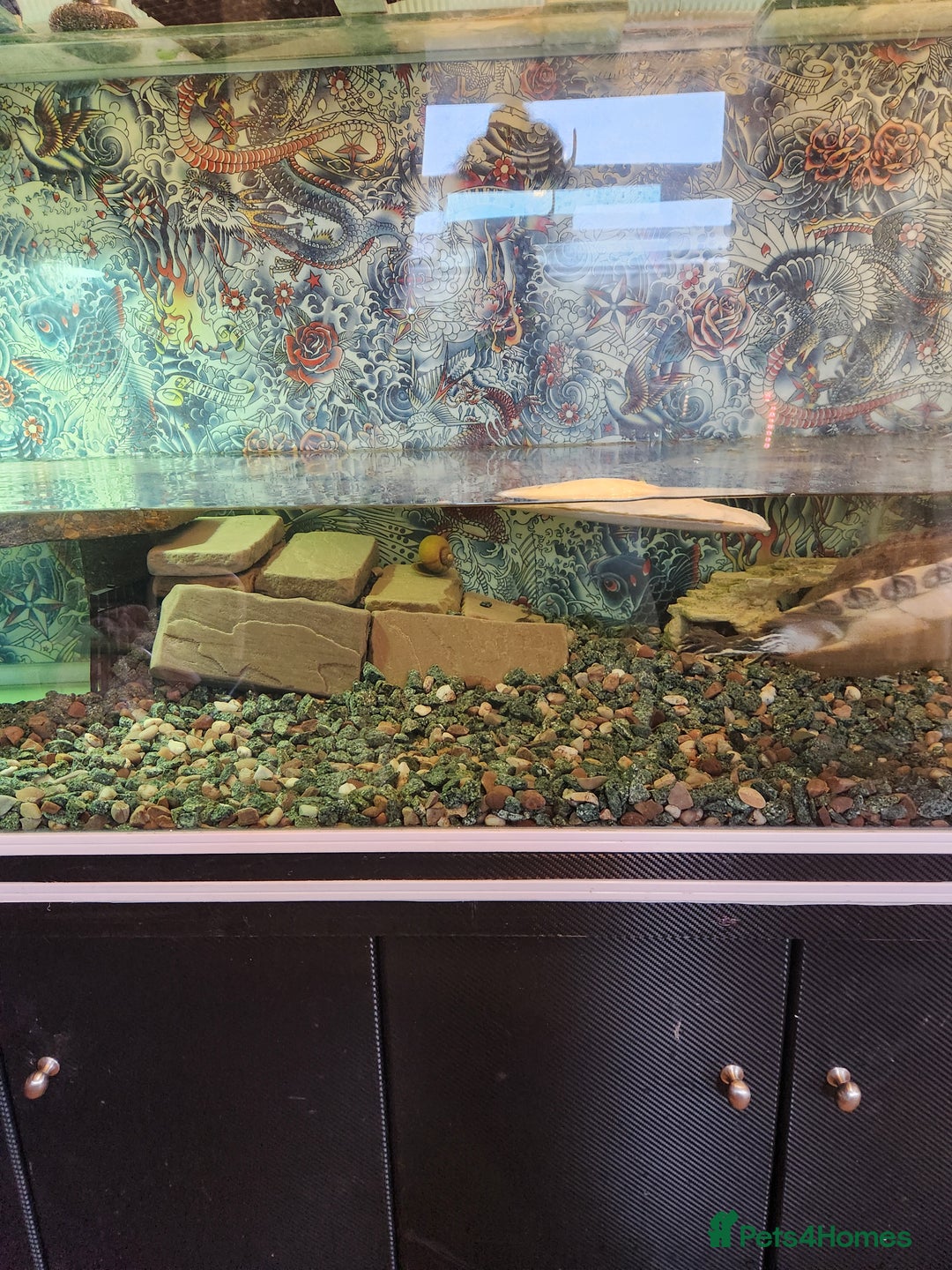 Corys fish for sale: Corydoras Catfish  in Maldon - Image 3