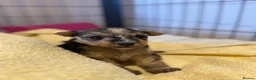 Lakeland Terrier dogs for sale: Lakeland Terrier Puppies - Advert 4