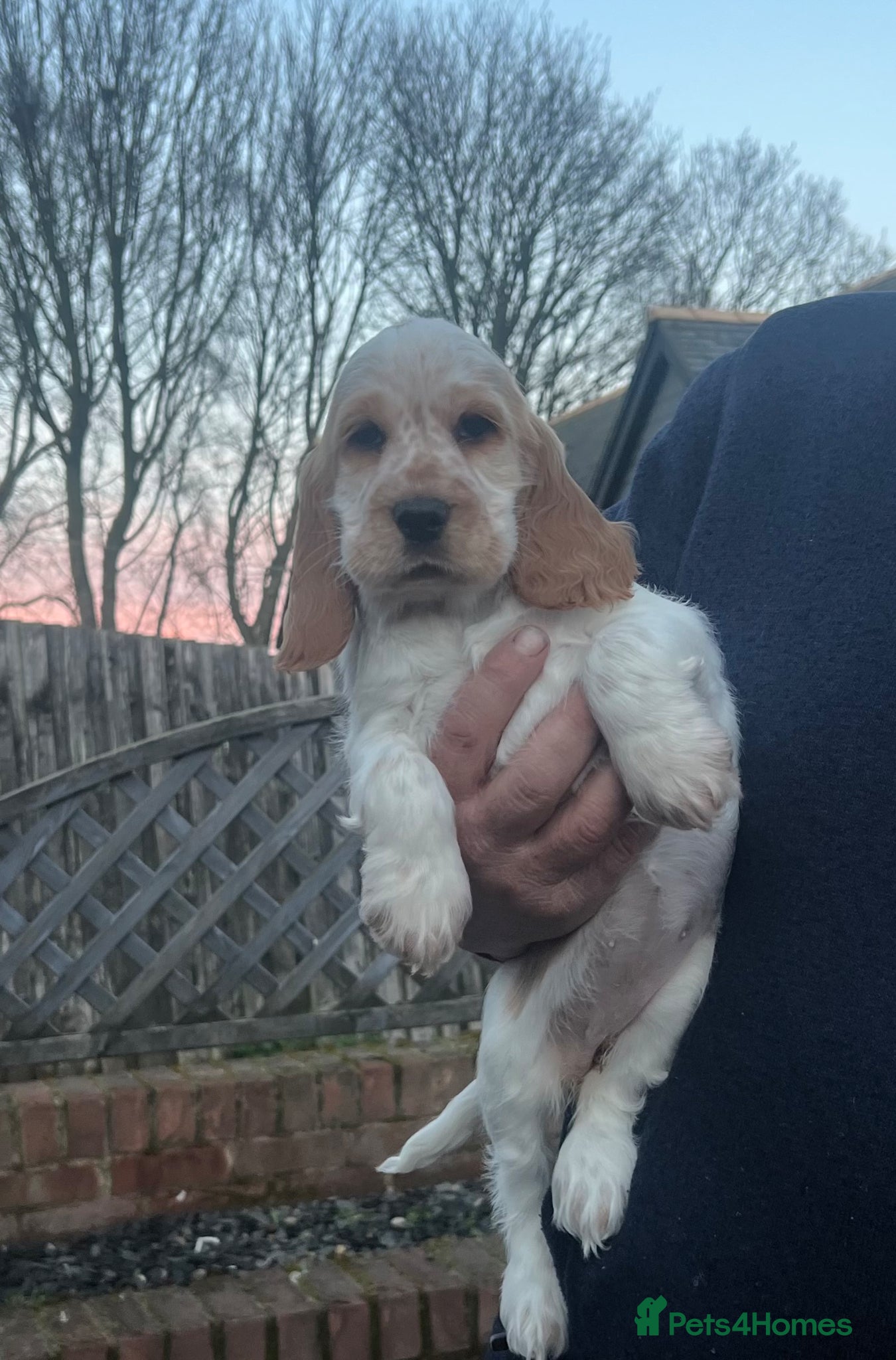 Cocker Spaniel dogs Beautiful orange roan cocker spaniel  - Advert 1