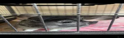 Chinchilla rodents for sale: Two Male Bonded Chinchillas for sale in Birmingham - Advert 2