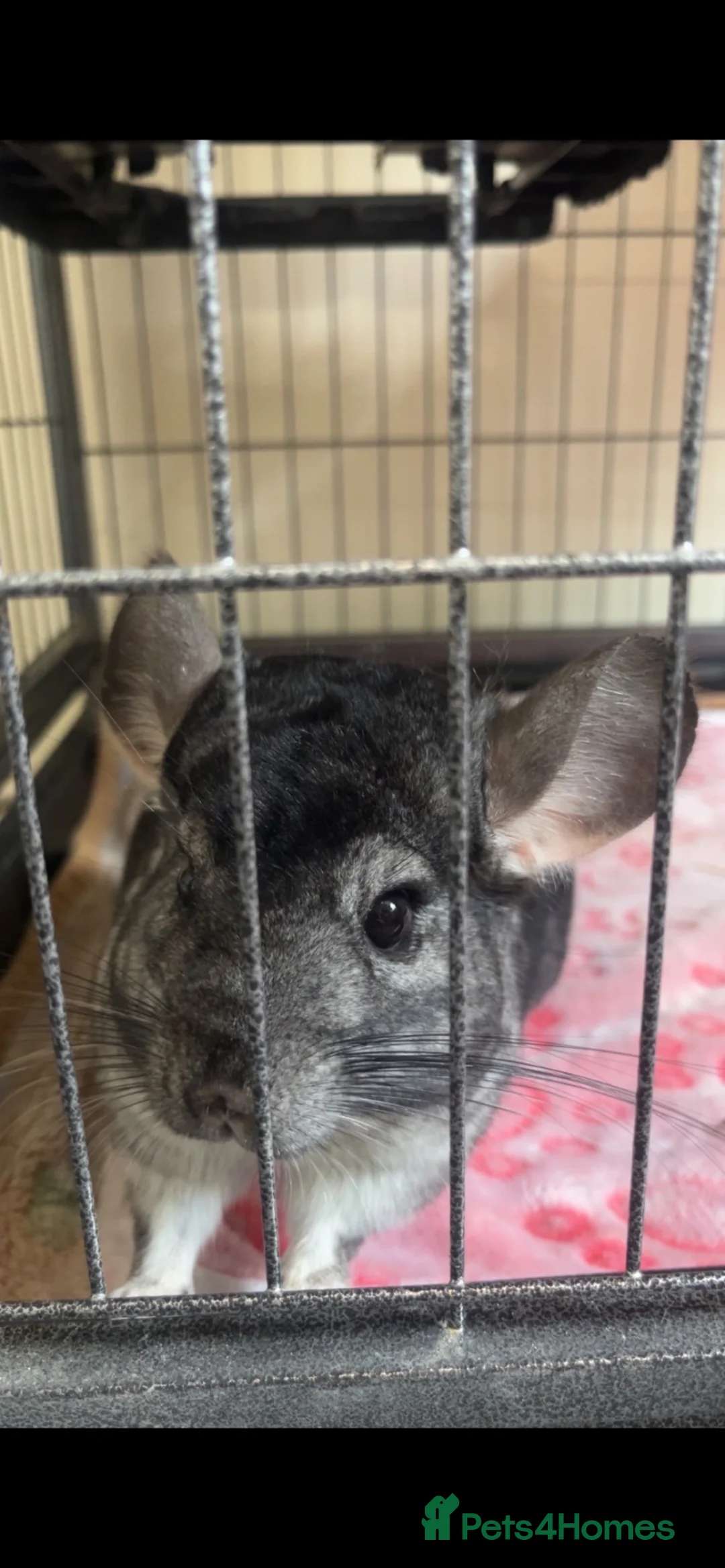 Chinchilla rodents for sale: Two Male Bonded Chinchillas for sale in Birmingham - Advert 2