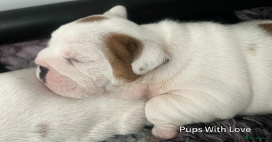 English Bulldog dogs - Advert 12