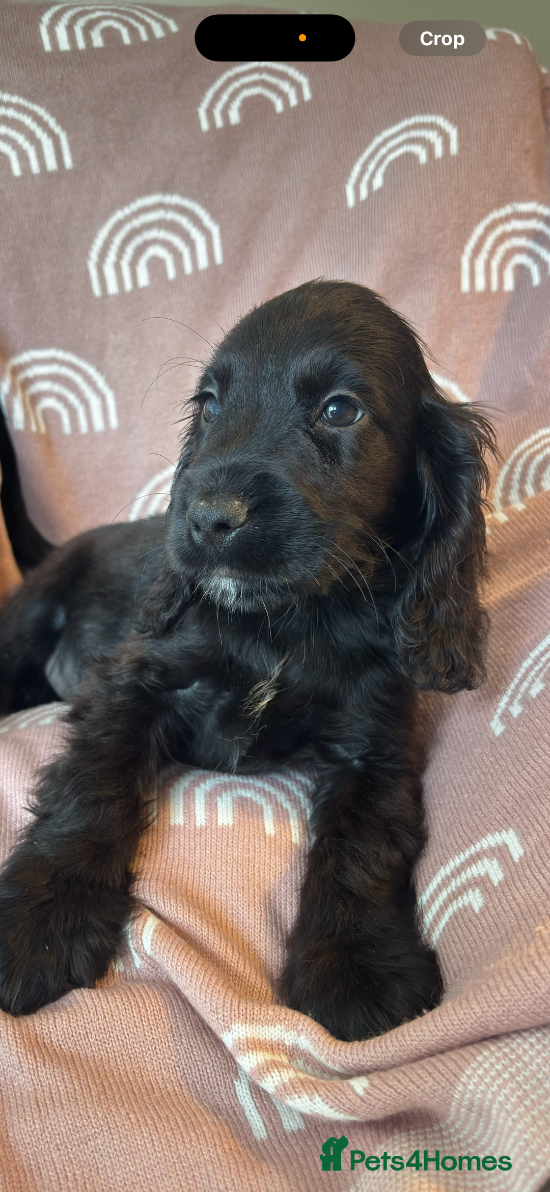 Cocker Spaniel dogs for sale: Cute cocker spaniels  - Advert 8