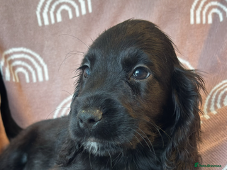 Cocker Spaniel dogs for sale: Cute cocker spaniels - Advert 1