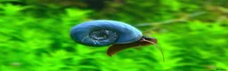 Live Bearers fish for sale: Guppies, snails and aquarium plants for sale  - Advert 9