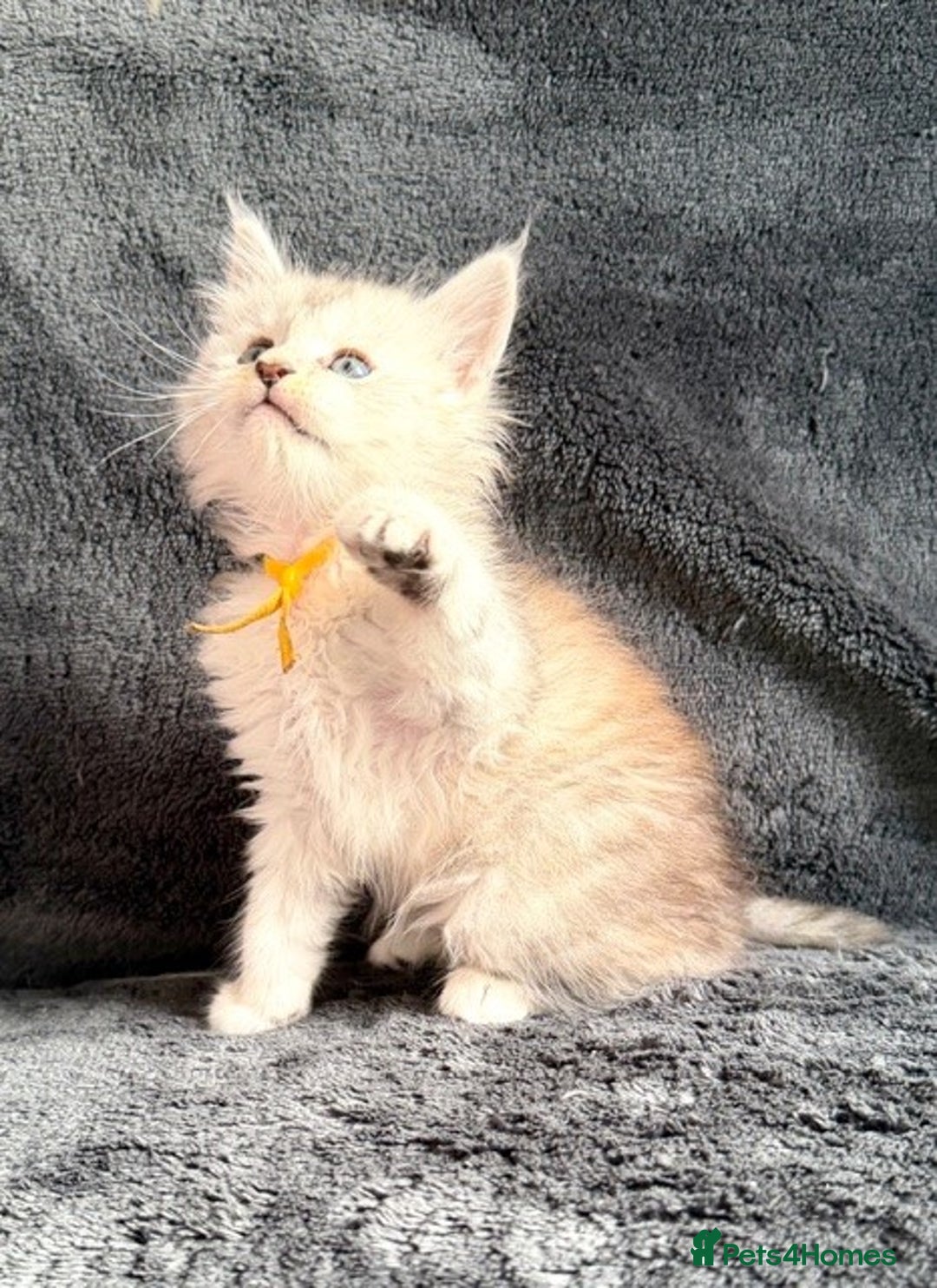 Maine Coon cats for sale: 🐾 TICA-Registered Maine Coon Kittens🐾 - Advert 32