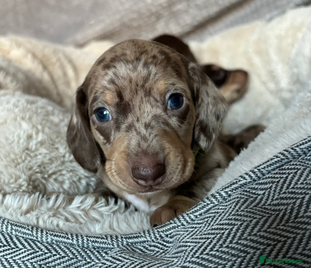 Miniature Dachshund dogs for sale: Last 2 Miniature Dachshund Pups Ready 23rd Dec! - Advert 15