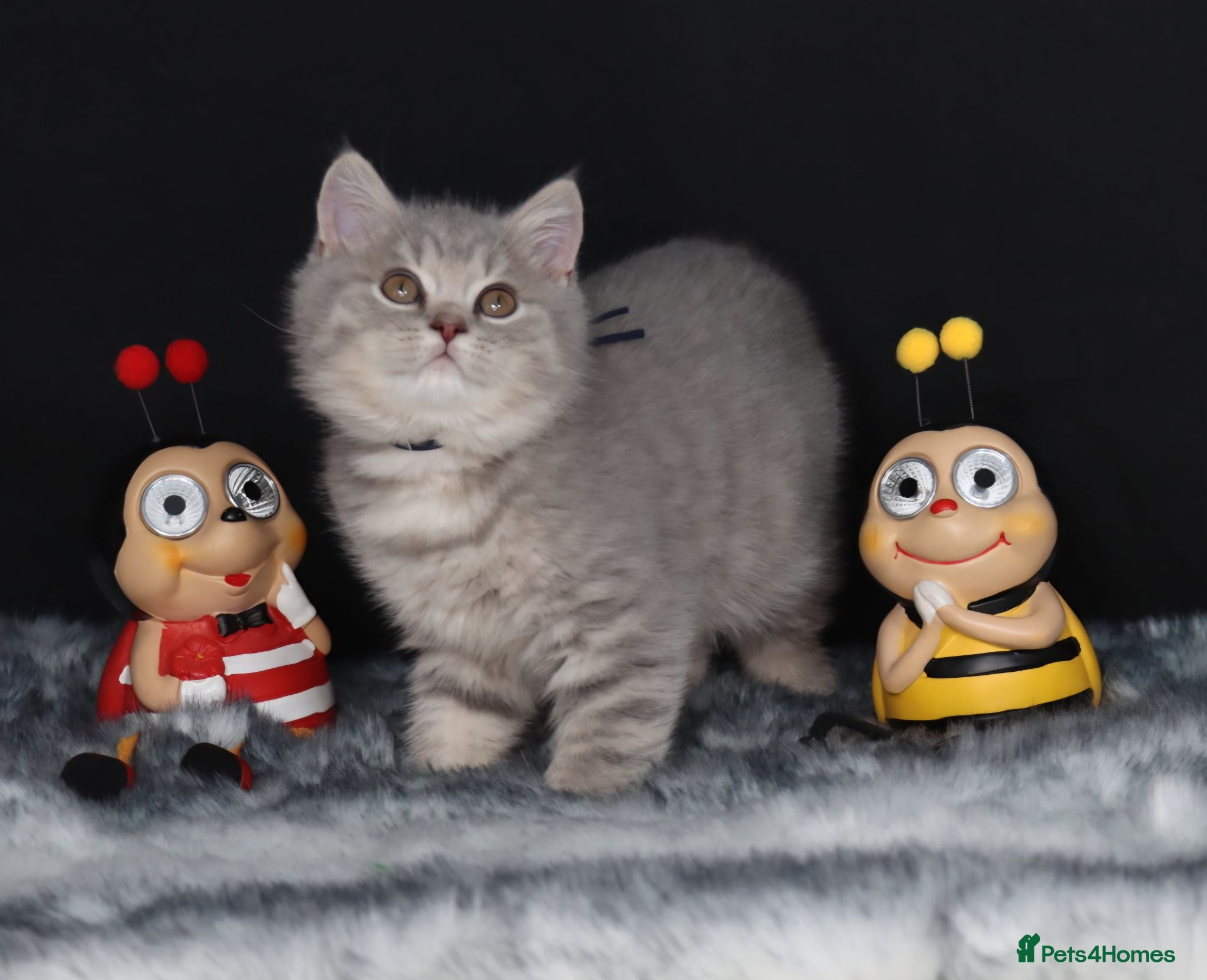 British Shorthair cats Golden Registered British shorthair kittens  - Advert 15