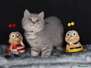 British Shorthair cats Golden Registered British shorthair kittens - Advert 15
