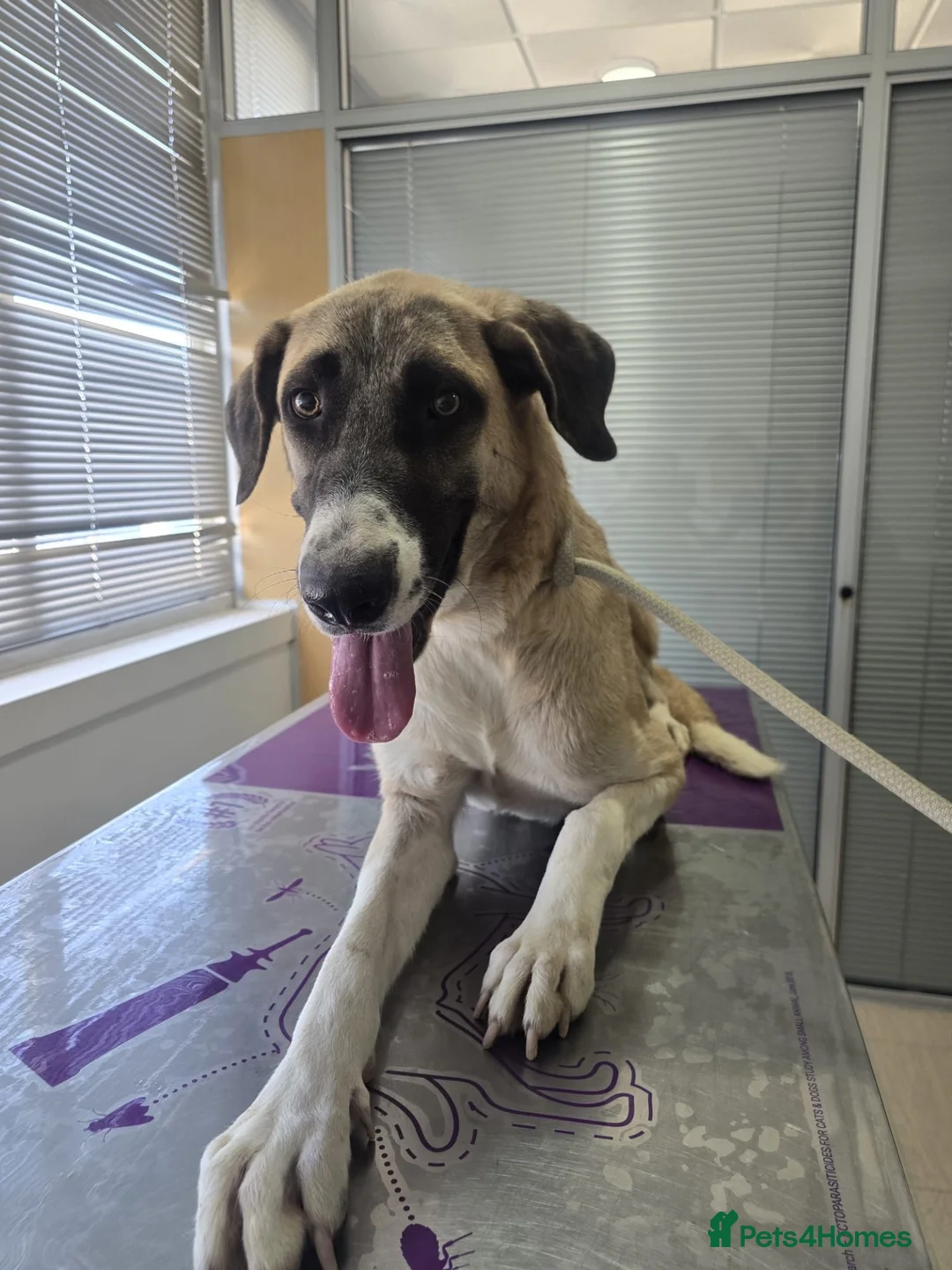 Mixed Breed dogs for adoption: Adorable Athena 🐾🐶 in Hengoed - Advert 2
