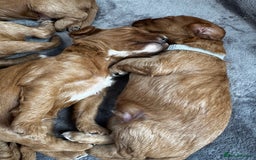 Cavapoo dogs for sale: Red Cavapoo Puppies 4 males 1 female Left - Image 16