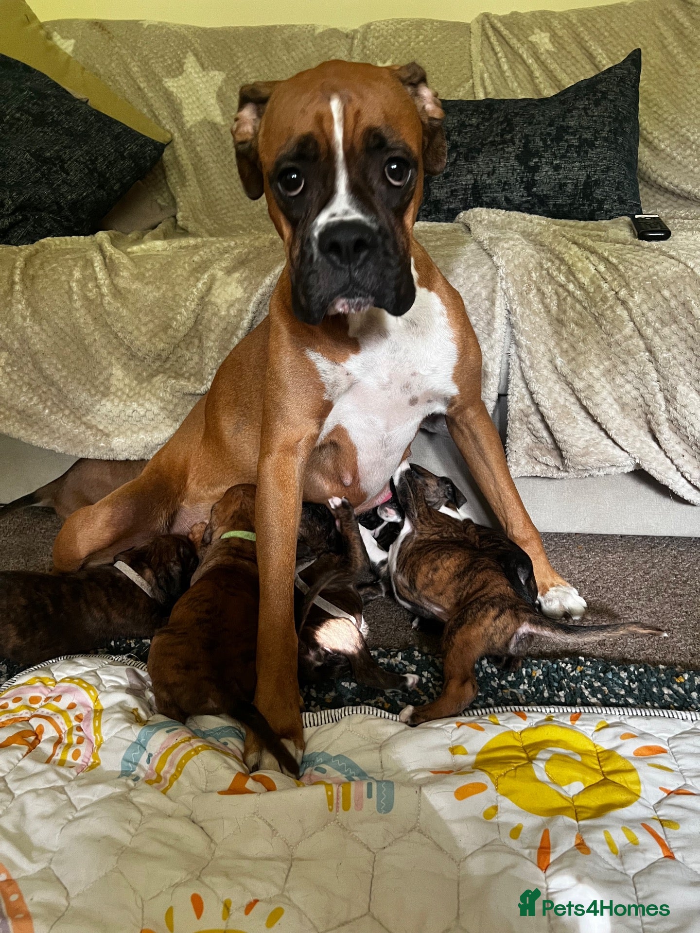 Boxer dogs Only 2 girls left  - Advert 7