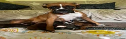 Boxer dogs for sale: Only 1 girl left - Advert 1