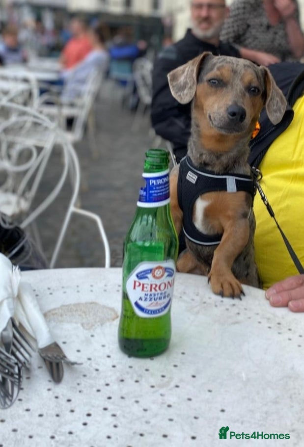 Mixed Breed dogs Dash/Jack russel in need of home  - Advert 2