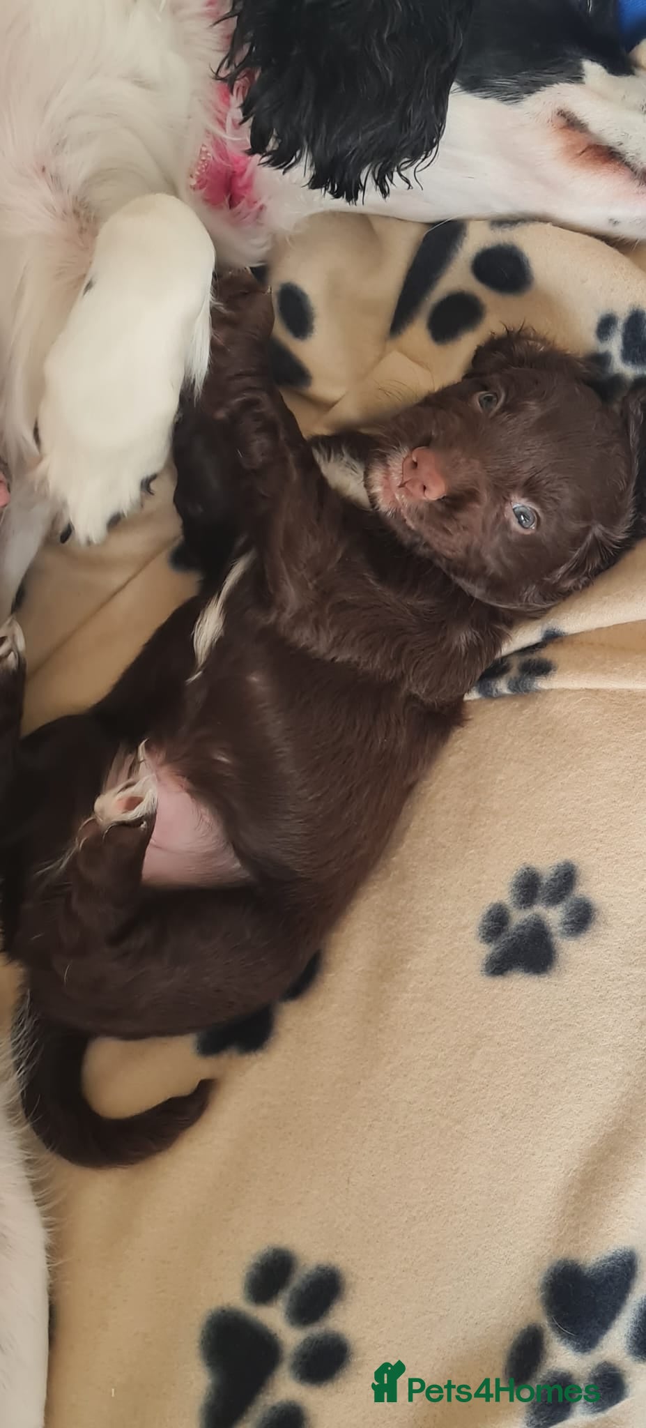 Sprocker dogs 8 beautiful chocolate and white cocker spaniels  - Advert 2