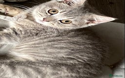 British Shorthair cats for sale: British shorthair kittens  - Image 2