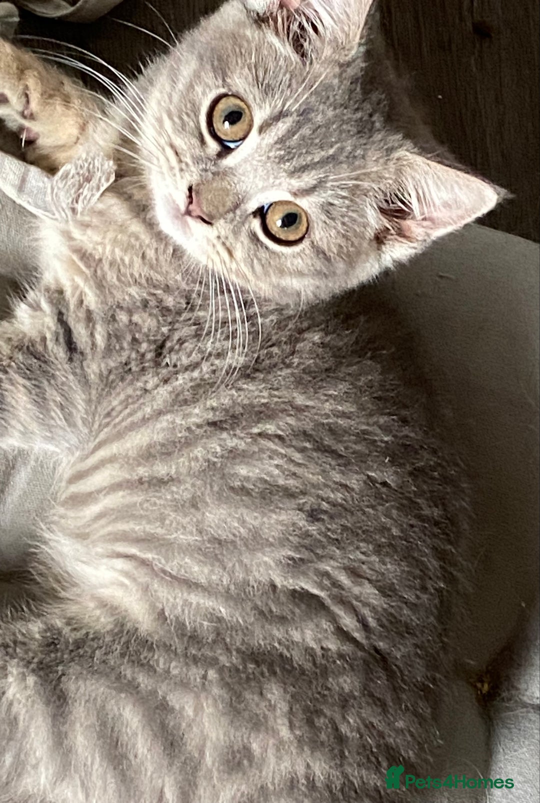 British Shorthair cats for sale: British shorthair kittens  - Image 2