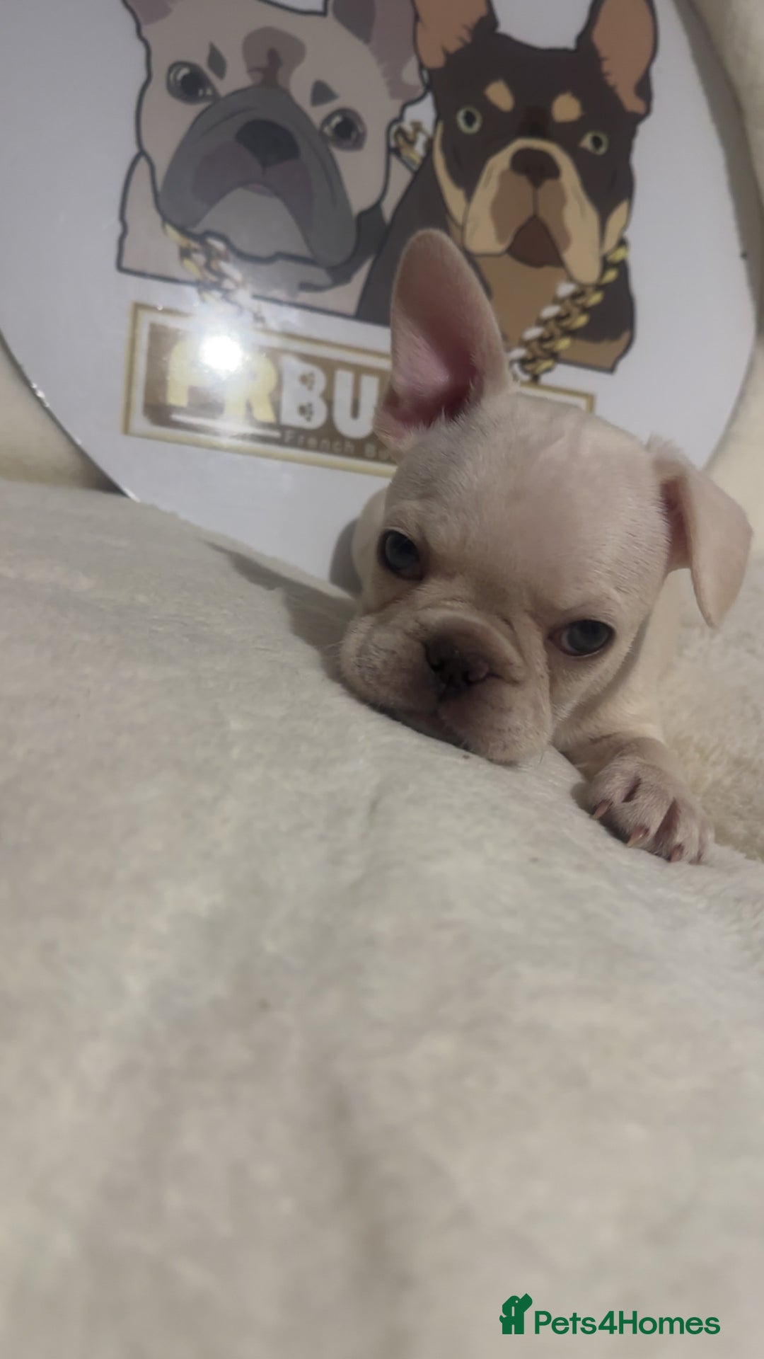 French Bulldog dogs for sale: French Bulldog puppies for sale - Image 9