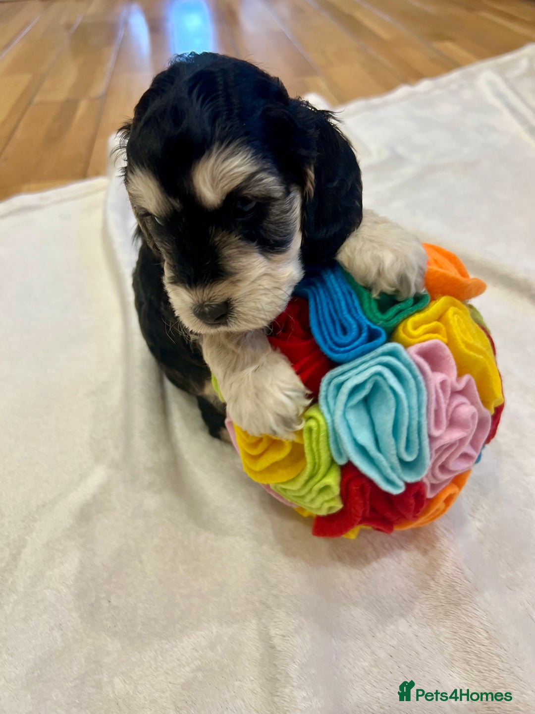 Cockapoo dogs for sale: ♥️Fabulous Toy Cockapoo Puppies Kc Reg Parents - Advert 25