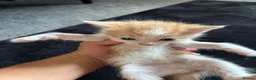 Mixed Breed cats for sale: Ready now adorable kittens - Advert 10