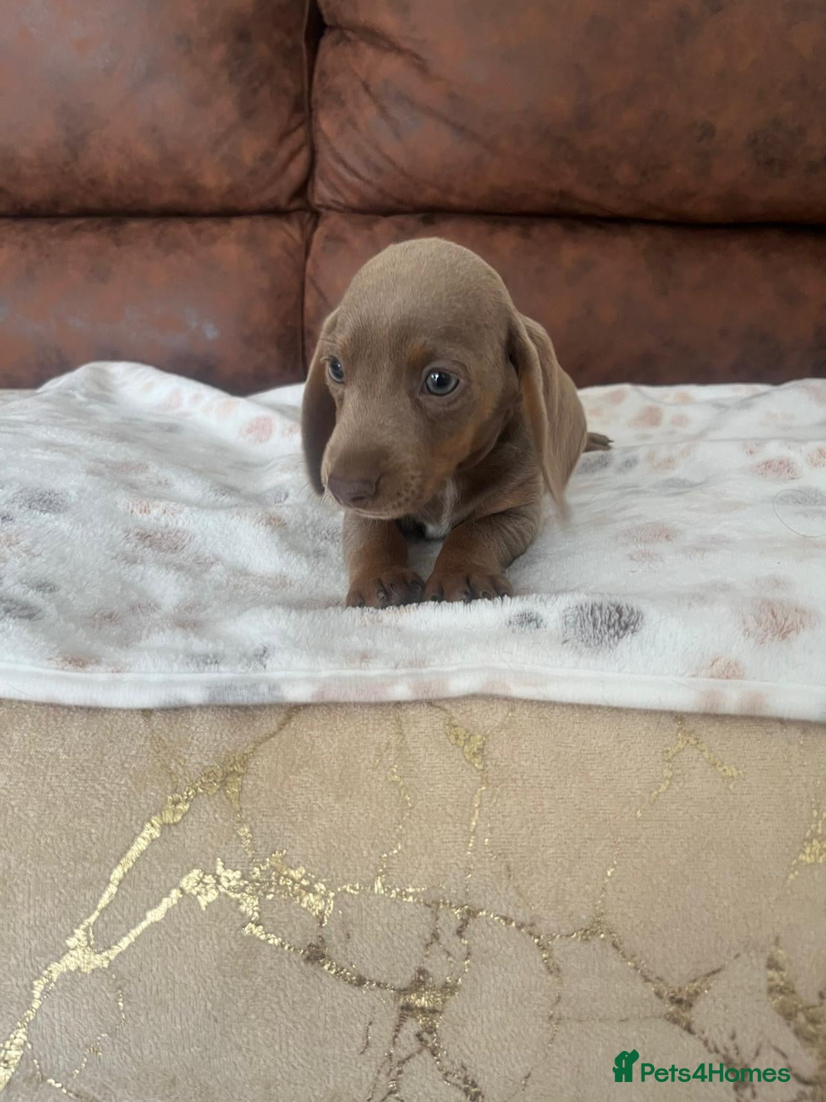 Miniature Dachshund dogs Miniature Dachund LAST MALE!! - Advert 9
