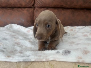 Miniature Dachshund dogs Miniature Dachund LAST MALE!! - Advert 9