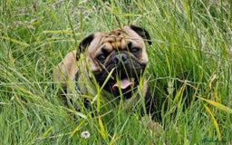 Pug dogs for stud: For Stud - Apricot Fawn Pug Benson. - Image 12