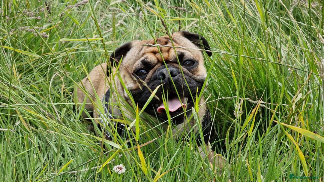 Pug dogs for stud: For Stud - Apricot Fawn Pug Benson. - Image 12
