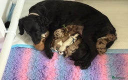 Cockapoo dogs for sale: Beautiful F2b Cockapoo Puppies 3M 3F available - Image 1