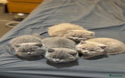 British Shorthair cats for sale: British shorthair blue and lilac  - Image 13