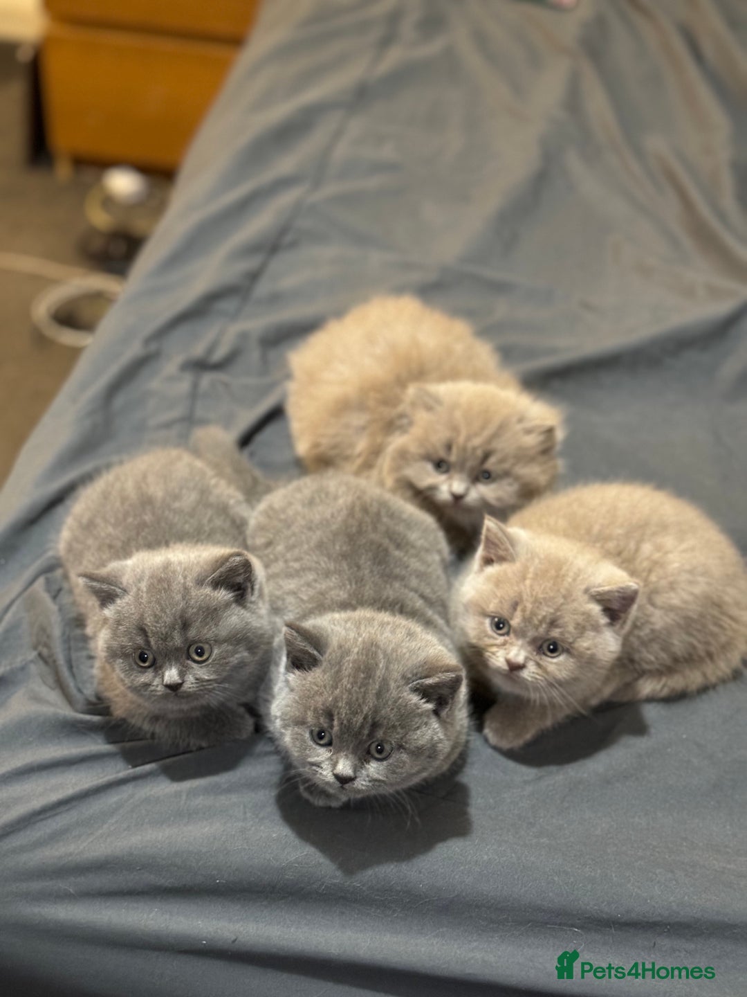 British Shorthair cats for sale: British shorthair blue and lilac  - Image 13