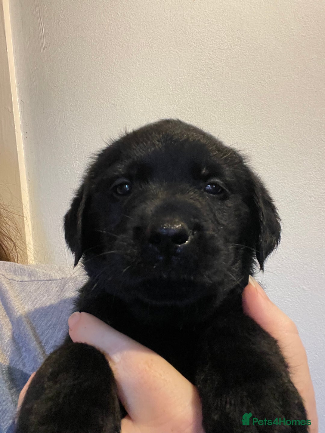 Goldador dogs for sale: Extensively health tested Goldador puppies - Advert 18