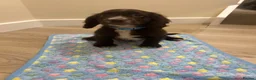 Cocker Spaniel dogs for sale: KC cocker spaniel puppies  - Advert 19