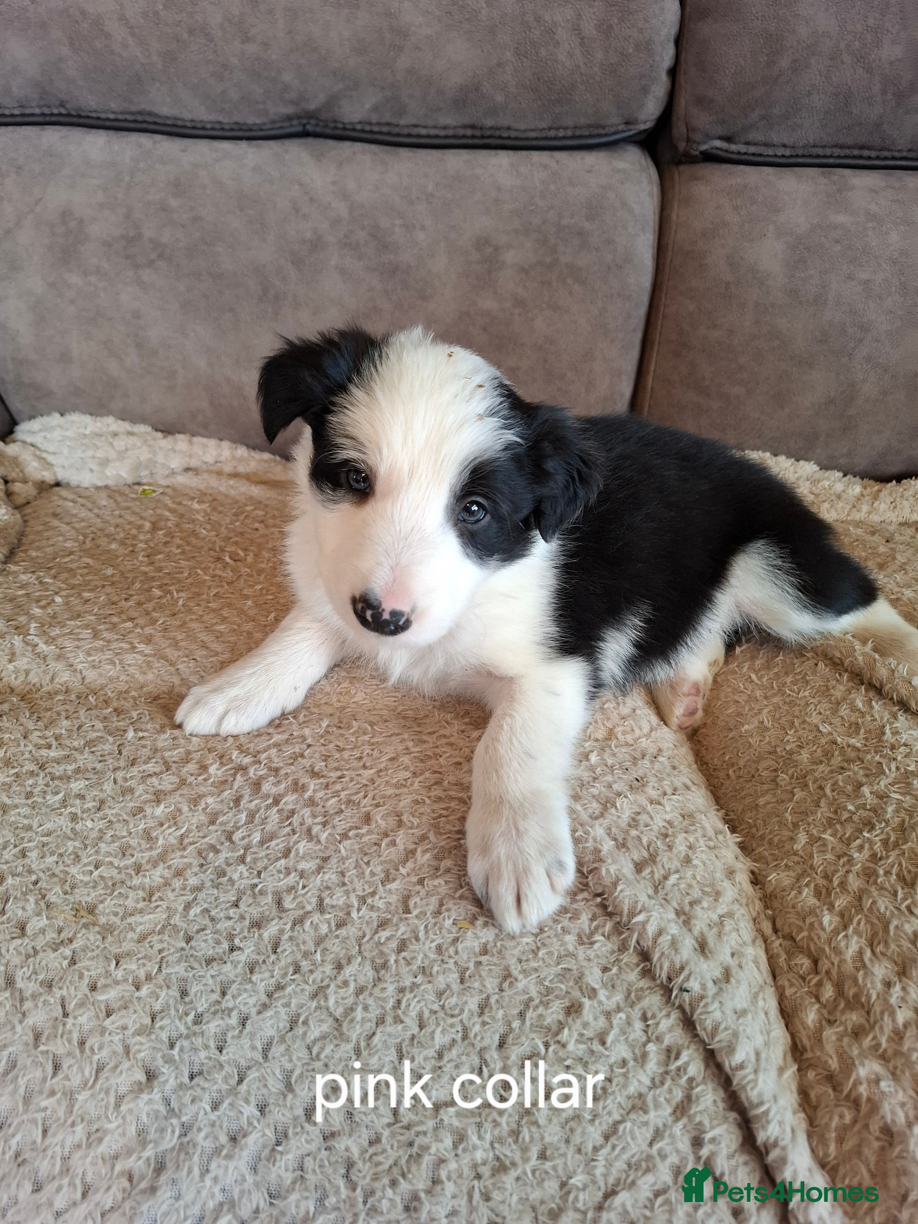 Border Collie dogs Border Collie puppies - Advert 10