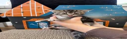 Mixed Breed cats for sale: Beautiful tabby kittens for sale  in Brighton - Advert 3