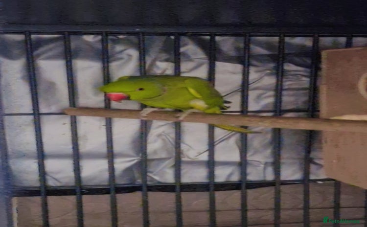 Ringnecks birds - Advert 3