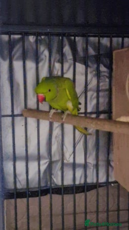 Ringnecks birds - Advert 10