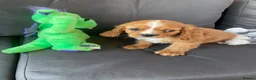 Cavalier King Charles Spaniel dogs for sale: Health tested parents Cavalier King Charles ready  - Advert 8