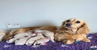 Miniature Dachshund dogs - Advert 6