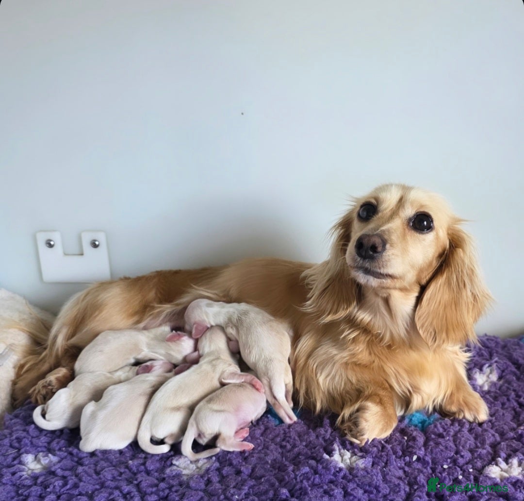 Miniature Dachshund dogs for sale: Stunning snow white cream miniature Dachshunds  - Image 3